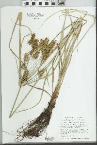 Cyperus lentiginosus image