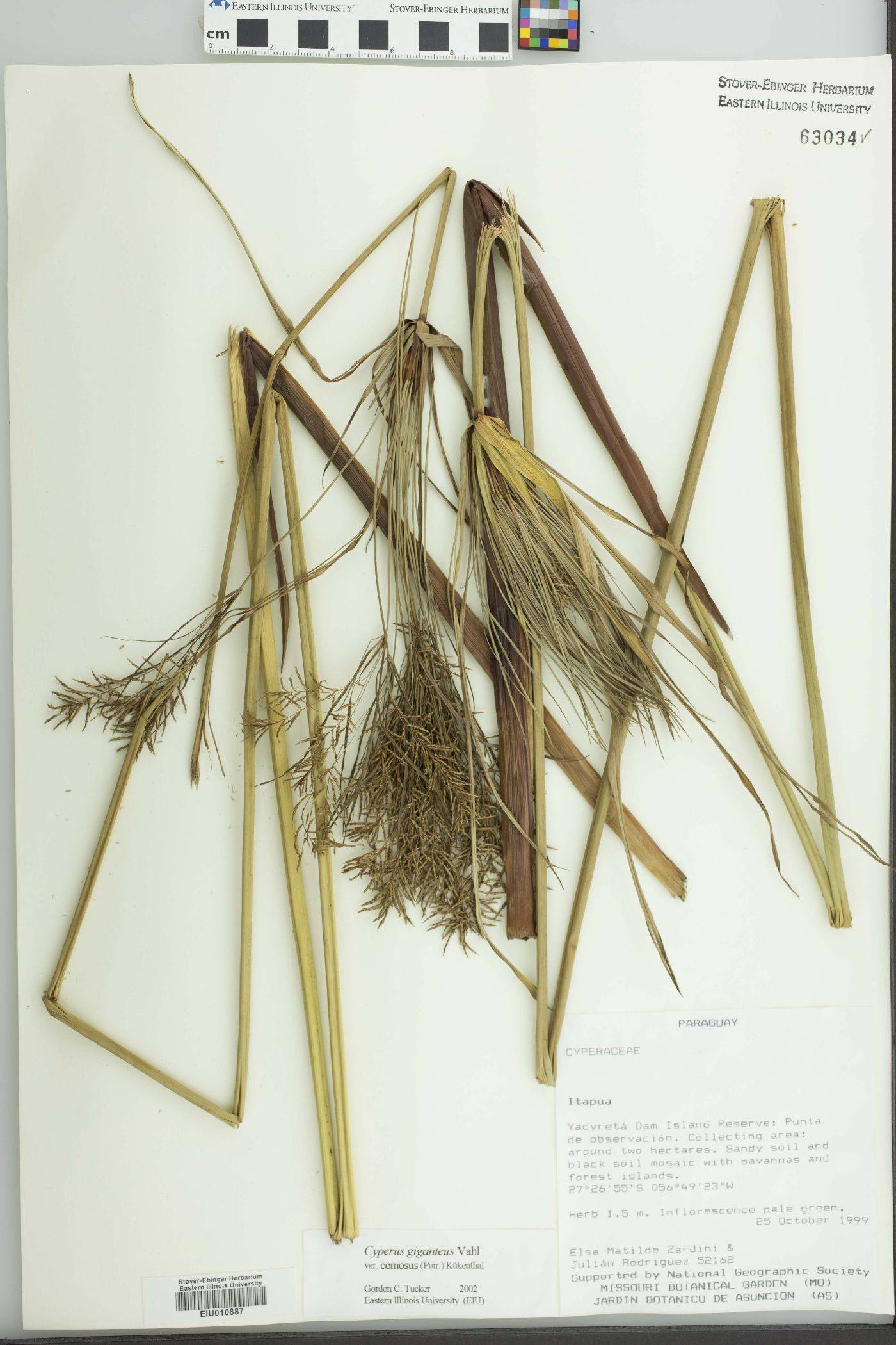 Cyperus affinis image