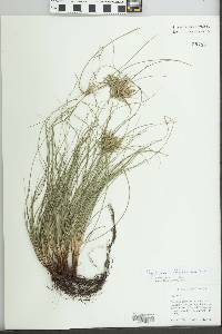 Cyperus filiformis image