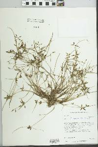 Cyperus flavescens image