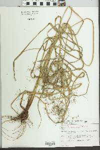 Cyperus friburgensis image