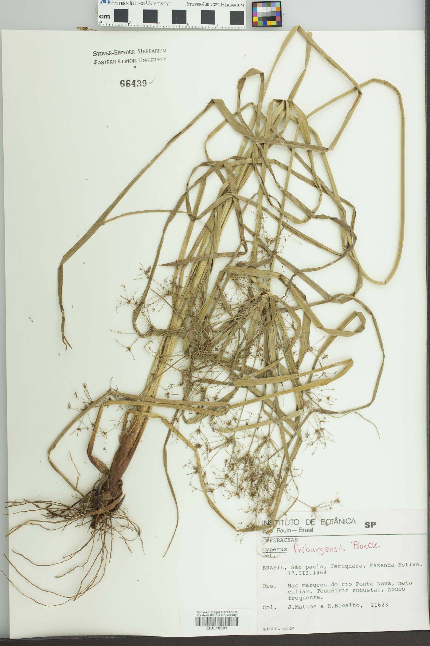 Cyperus friburgensis image