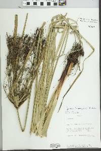 Cyperus friburgensis image