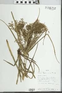 Cyperus friburgensis image