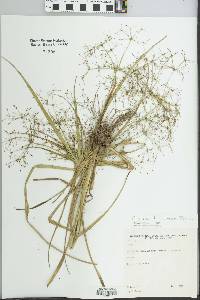 Cyperus friburgensis image