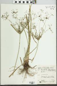 Cyperus friburgensis image