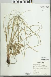 Cyperus entrerianus image