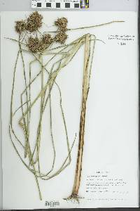 Cyperus eggersii image