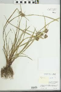 Cyperus eggersii image