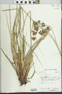 Cyperus ligularis image