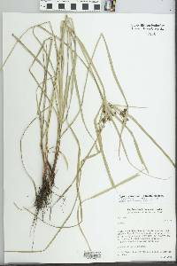 Cyperus entrerianus image