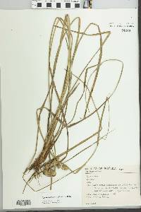 Cyperus entrerianus image