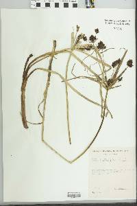 Cyperus laetus image