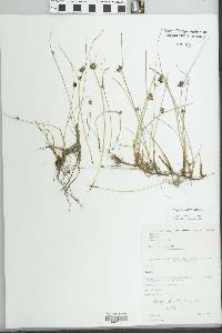 Cyperus laevigatus image