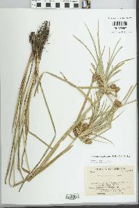 Cyperus megalanthus image