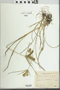 Cyperus megalanthus image