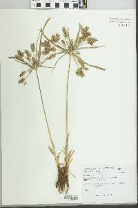 Cyperus meyenianus image