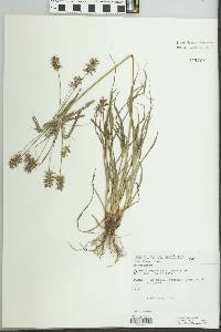 Cyperus meyenianus image