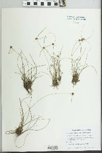 Cyperus microbrunneus image