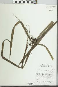 Cyperus miliifolius image