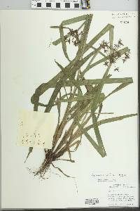 Cyperus miliifolius image