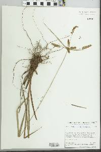 Cyperus mutisii image