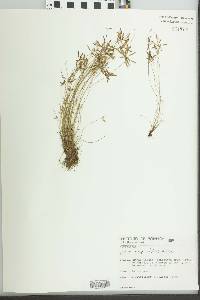 Cyperus capillifolius image