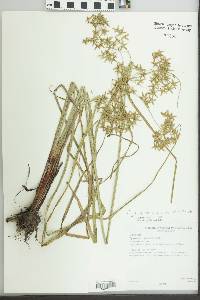 Image of Cyperus celluloso-reticulatus