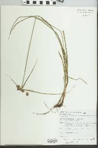 Cyperus cornelii-ostenii image