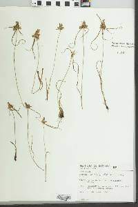 Cyperus meridionalis image
