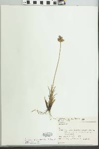 Cyperus meridionalis image