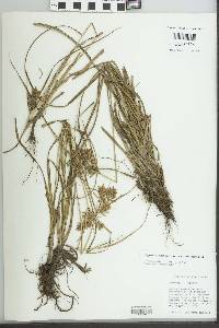 Cyperus esculentus var. macrostachyus image