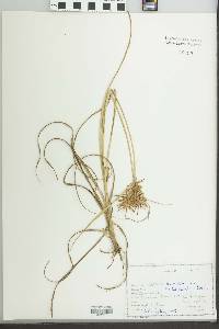 Cyperus esculentus var. leptostachyus image