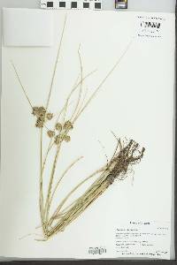 Cyperus elegans image