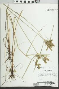 Cyperus erythrorhizos image