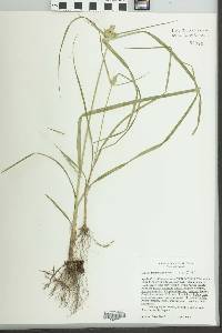 Cyperus fendlerianus image