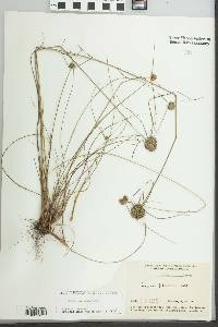 Cyperus filiculmis image