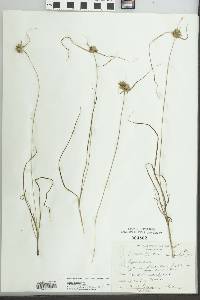 Cyperus filiculmis image