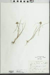 Cyperus filiculmis image