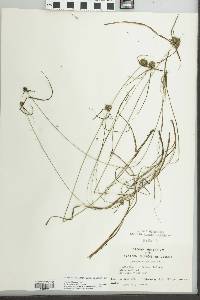 Cyperus filiculmis image