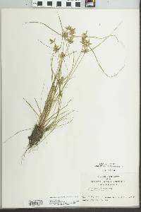 Cyperus flavescens image