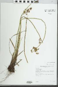 Cyperus haspan image