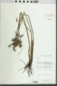 Cyperus haspan image