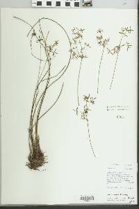 Cyperus haspan image