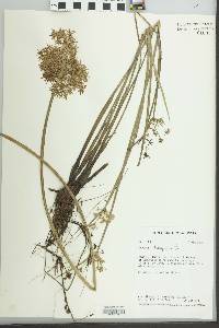 Cyperus haspan image