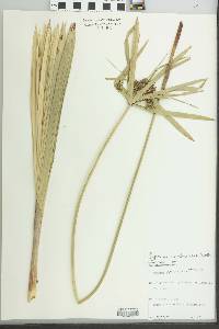 Cyperus involucratus image