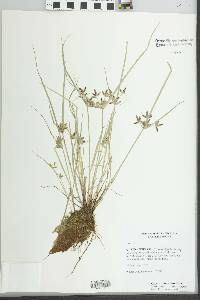 Cyperus bipartitus image