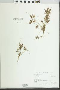 Cyperus bipartitus image