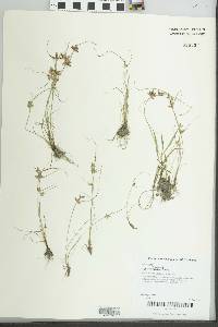 Cyperus bipartitus image