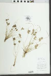 Cyperus bipartitus image